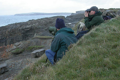 birdwatching in Clare